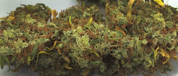 Buy Exotic Weed Malawi Gold Online